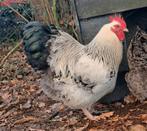 Orpington Hanen zilverpatrijs, Dieren en Toebehoren, Pluimvee, Mannelijk, Kip