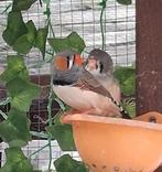 Jonge zebravinken, Dieren en Toebehoren, Vogels | Overige Vogels, Meerdere dieren, Tropenvogel