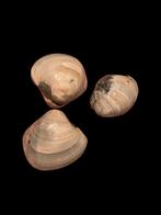 Coquillage fossile poli provenant de Morondava, Madagascar., Enlèvement ou Envoi, Fossile