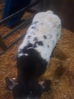 3mooie kalveren, Dieren en Toebehoren, Runderen