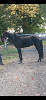 3 jarige merrie van Total MCLaren, Merrie