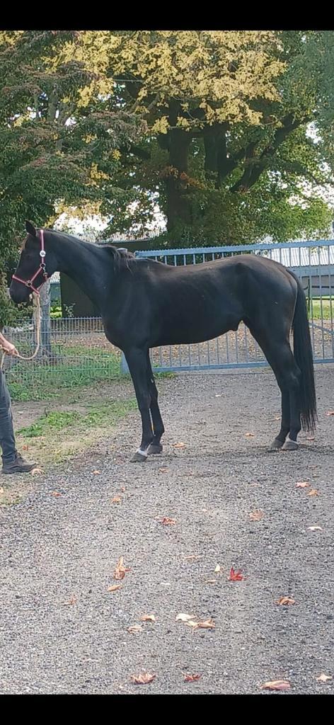 3 jarige merrie van Total MCLaren, Dieren en Toebehoren, Paarden, Merrie