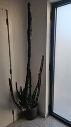 Cactus 210cm hoog, Ophalen, Cactus