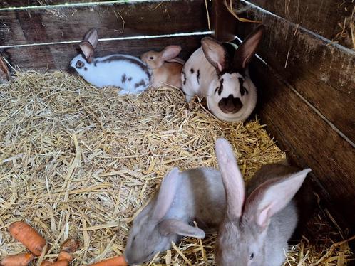 Havanne reuzevlinders voedster met jongen, Dieren en Toebehoren, Konijnen, Groot, Vrouwelijk, 0 tot 2 jaar