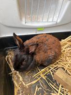 Konijntje, Dieren en Toebehoren, Konijnen, Vrouwelijk, Middelgroot, 0 tot 2 jaar