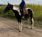 Chevaux récréatifs braves et poneys électroniques, Animaux & Accessoires, Jument