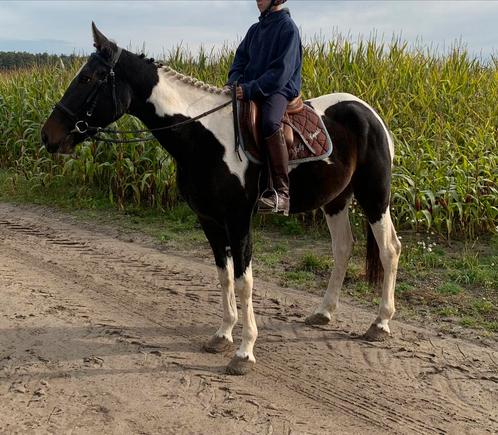 Chevaux récréatifs braves et poneys électroniques, Animaux & Accessoires, Chevaux, Jument