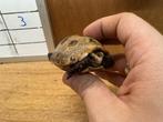 Indotestudo Elongata Geelkopschildpad eigen nakweek, Dieren en Toebehoren, Schildpad, 0 tot 2 jaar