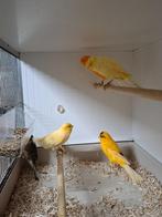 Gezocht Yorkshire , Scotch fancy , bulten , ect ect, Dieren en Toebehoren