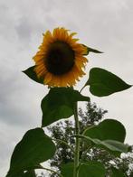 10 graines de tournesol de haut - environ 3 mètres de haut, Jardin & Terrasse, Graine, Printemps, Envoi