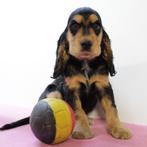 Engelse Cocker (verschillende kleuren) puppy's te koop, België, CDV (hondenziekte), 8 tot 15 weken, Meerdere