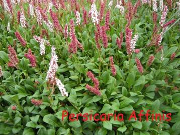 Persicaria affinis, sterke bodembedekker beschikbaar voor biedingen