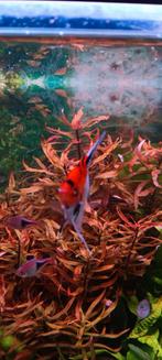 Orange...rood ....rotala moeilijk  te verkrijgen, Animaux & Accessoires, Poissons | Poissons d'aquarium