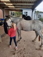 3,5 jarige brp ruin, Dieren en Toebehoren, Ruin, B