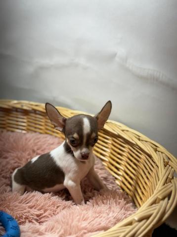 Chihuahua pups beschikbaar voor biedingen