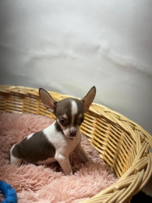 Chihuahua pups, Dieren en Toebehoren, Honden | Chihuahua's en Gezelschapshonden, Meerdere dieren, Chihuahua, Fokker | Professioneel