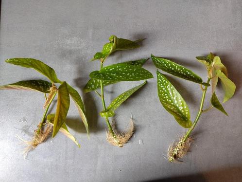 3 gewortelde stekjes Begonia tamaya, Huis en Inrichting, Kamerplanten, Overige soorten, Minder dan 100 cm, Bloeiende kamerplant