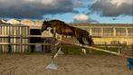 Mooie, beloftevolle 3-jarige BWP ruin, Springpaard, Gechipt, Ruin, 3 tot 6 jaar