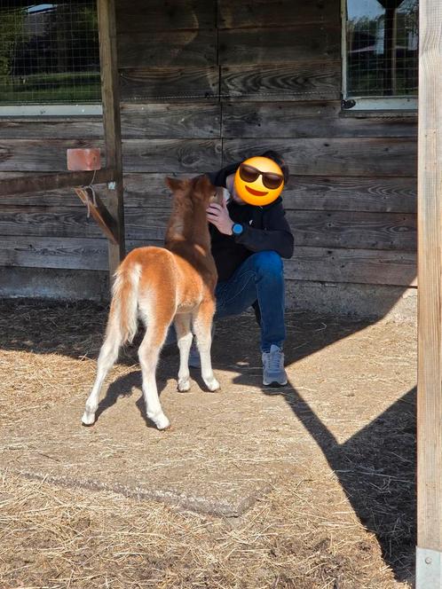 Knap hengstveulen met nmprs papier, Dieren en Toebehoren, Pony's, Hengst, Gechipt, Ontwormd