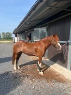 Super pony, Dieren en Toebehoren, Pony's, Merrie, D pony (1.37m tot 1.48m), Gechipt, 3 tot 6 jaar