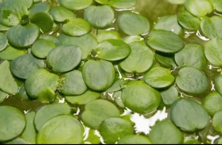 Limnobium laevigatum, Dieren en Toebehoren, Vissen | Aquariumvissen