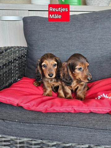 mooie langhaar teckel pups beschikbaar voor biedingen