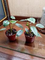 Philodendron Brandtianum, Huis en Inrichting, Kamerplanten, Ophalen