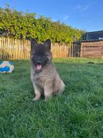 mooie Tervuerense herder pups, Dieren en Toebehoren, Honden | Herdershonden en Veedrijvers, België, Fokker | Hobbymatig, Reu, CDV (hondenziekte)