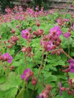 Bodembedekker geraniums 40 stuks voor 8,00euro, Vaste plant, Bodembedekkers, Lente, Ophalen