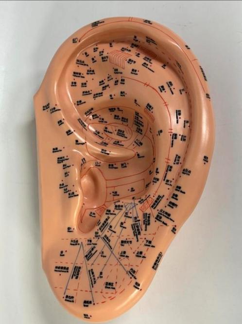 Acupunctuurmodel oor, Antiek en Kunst, Curiosa en Brocante, Ophalen