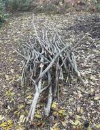 Aanmaakhout gratis, Tuin en Terras, Brandhout, Ophalen, Takken