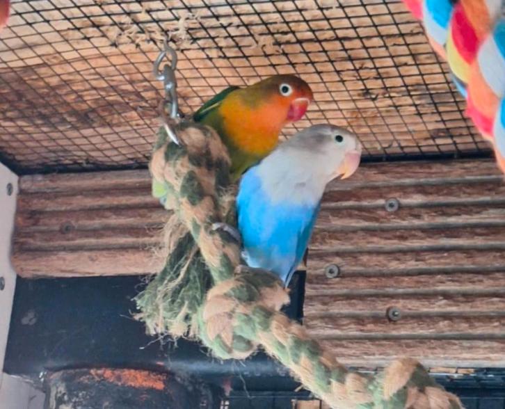 agapornis fischeri dwergpapegaai, Dieren en Toebehoren, Vogels | Parkieten en Papegaaien, Dwergpapegaai of Agapornis, Geslacht onbekend