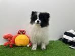 Pomeriaan pup, België, Keeshond, 8 tot 15 weken, Eén hond