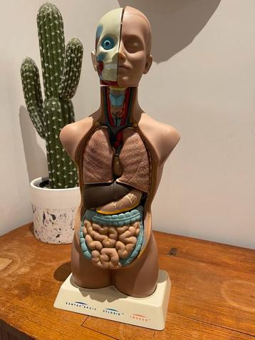 Anatomisch model van menselijk bovenlichaam beschikbaar voor biedingen