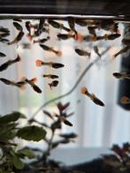 Red brazilian guppy jongen