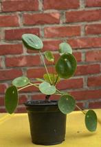 Pannenkoekenplant, Huis en Inrichting, Kamerplanten, Ophalen, Vetplant, Halfschaduw, In pot
