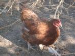 hen (kruising wyandotte), Dieren en Toebehoren, Pluimvee, Vrouwelijk, Kip