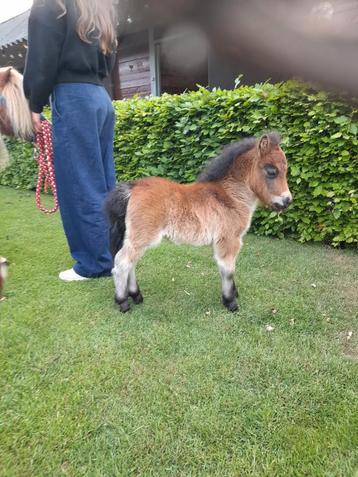 Mini shetlander