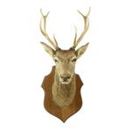 Oude Hertenkop Opgezet Edelhert 10-Ender Taxidermie Buste, Verzamelen, Dierenverzamelingen, Ophalen, Gebruikt, Hert, Opgezet dier