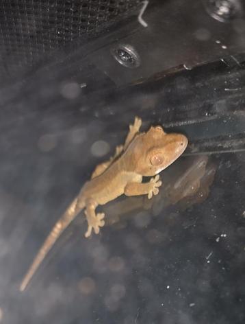 gecko a crête red  bébé 