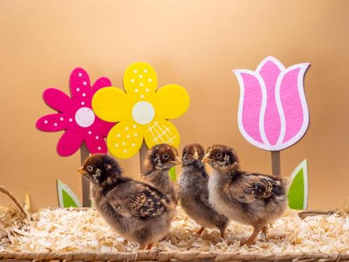 Barnevelder baby kuikens hennetjes, gesekst en ingeënt, Dieren en Toebehoren, Pluimvee, Kip, Vrouwelijk