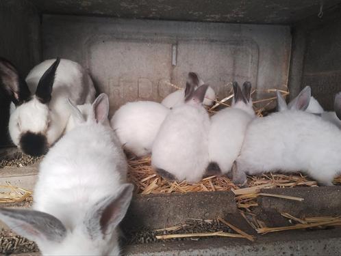 Californian jongen/ vleeskonijnen, Dieren en Toebehoren, Konijnen