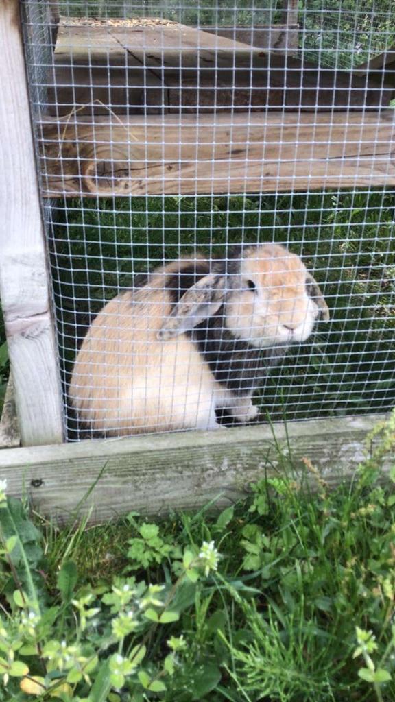 Dwerkonijn mannelijk, Animaux & Accessoires, Rongeurs, Mâle, Juillet