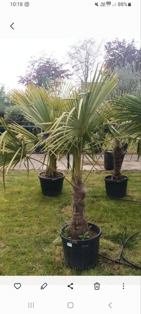 Van harte welkom!, Tuin en Terras, Planten | Bomen, Ophalen