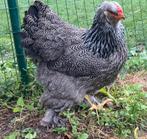 Brahma meerzomig zilverpatrijs, Dieren en Toebehoren, Vrouwelijk, Kip