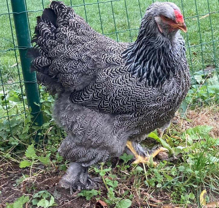 Brahma meerzomig zilverpatrijs, Dieren en Toebehoren, Pluimvee, Kip, Vrouwelijk