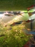 Guppies