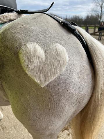 Paarden scheren met passie en prijzen op maat! beschikbaar voor biedingen