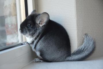 chinchilla vrouwtjes  beschikbaar voor biedingen