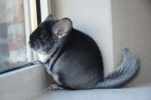chinchilla vrouwtjes, Dieren en Toebehoren, Knaagdieren, Vrouwelijk, Chinchilla, Mei